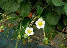 いちごの花