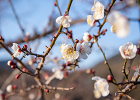 梅の花