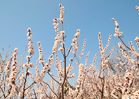 あんずの花