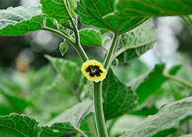 フルーツほおずきの花